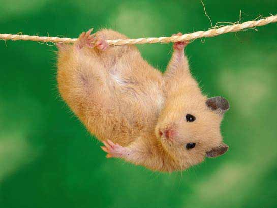 Animais