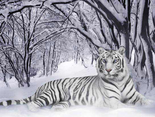 Animais