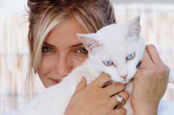 gatos 1 Gatos das Celebridades