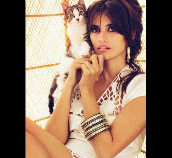 gatos 11 Gatos das Celebridades