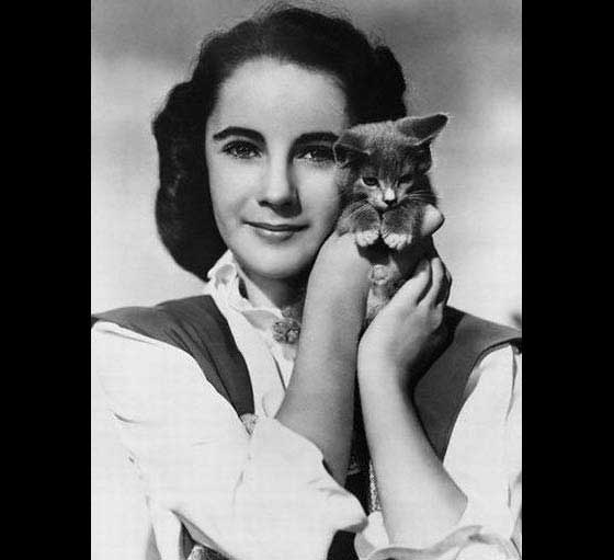 gatos 9 Gatos das Celebridades