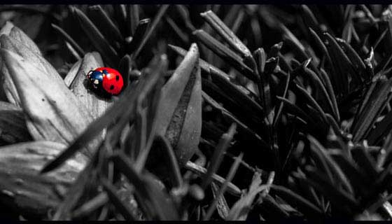 Fotos onde a Cor é um Detalhe