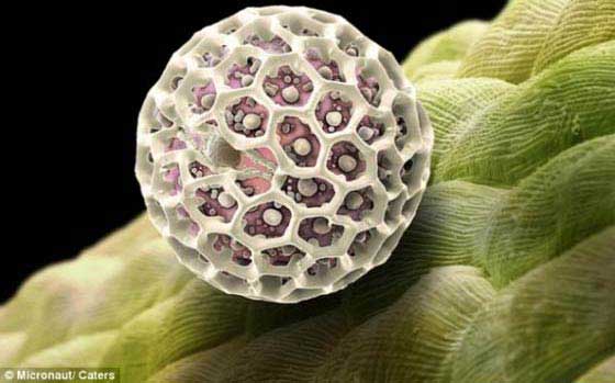 Pólen Imagens Microscópicas do Pólen