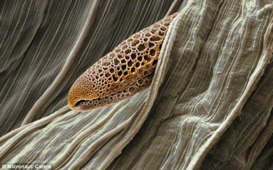 Pólen Imagens Microscópicas do Pólen