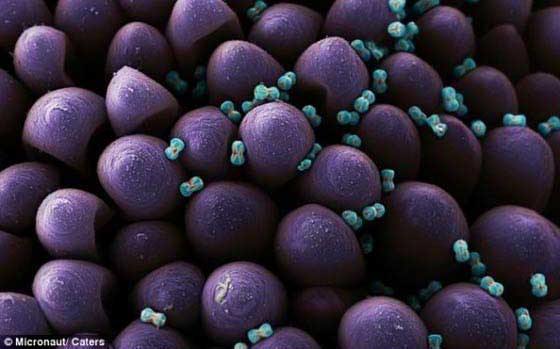 Pólen Imagens Microscópicas do Pólen