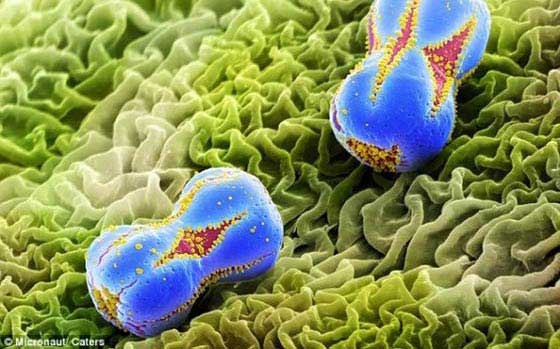 Pólen Imagens Microscópicas do Pólen