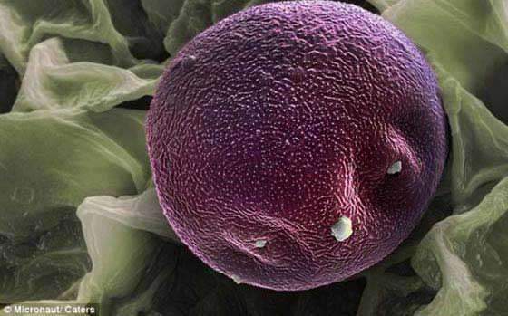 Pólen Imagens Microscópicas do Pólen