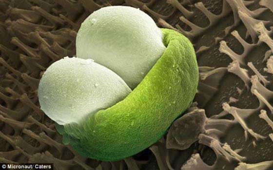 Pólen Imagens Microscópicas do Pólen