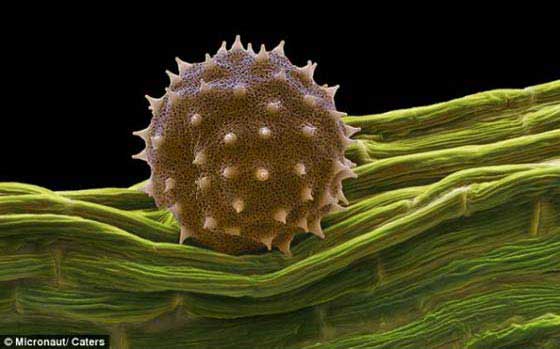 Pólen Imagens Microscópicas do Pólen