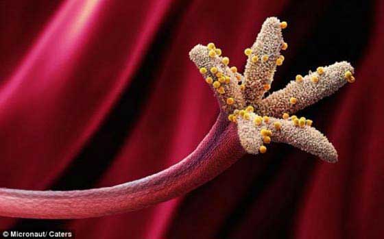 Pólen Imagens Microscópicas do Pólen