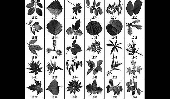 +280 Brushes Inspirados na Natureza [Photoshop]