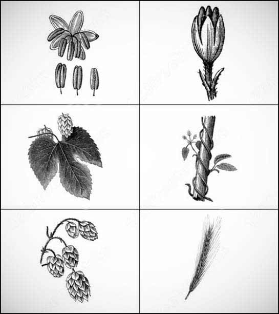 +280 Brushes Inspirados na Natureza [Photoshop]