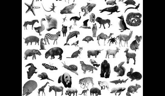 +280 Brushes Inspirados na Natureza [Photoshop]
