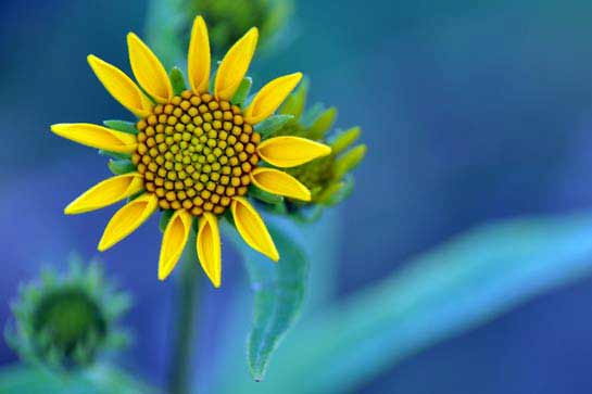 National Geographics International Photography Contest 2009
