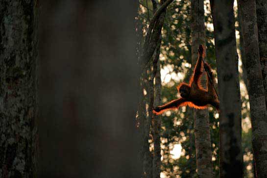 National Geographics International Photography Contest 2009