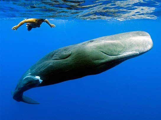 National Geographics International Photography Contest 2009