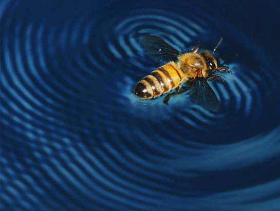National Geographics International Photography Contest 2009