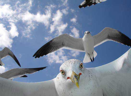 National Geographics International Photography Contest 2009