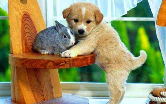 Animais