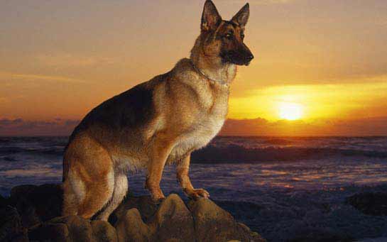 Animais