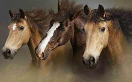 Animais
