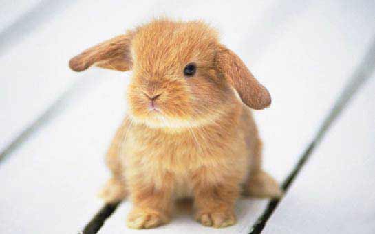 Animais