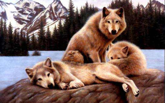 Animais