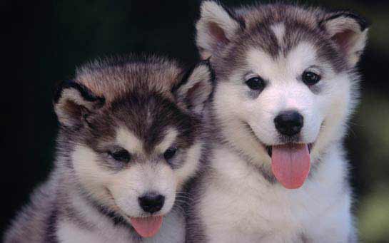 Animais