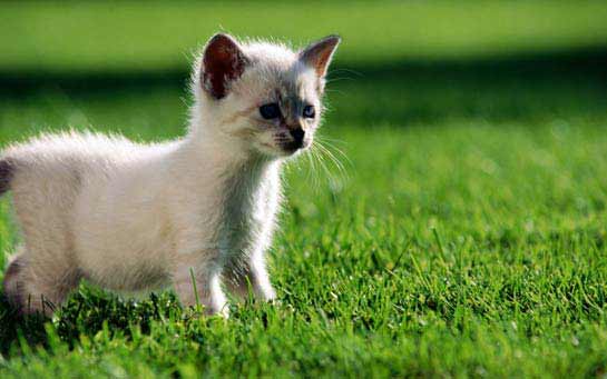 Animais