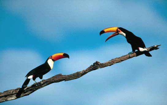 Animais