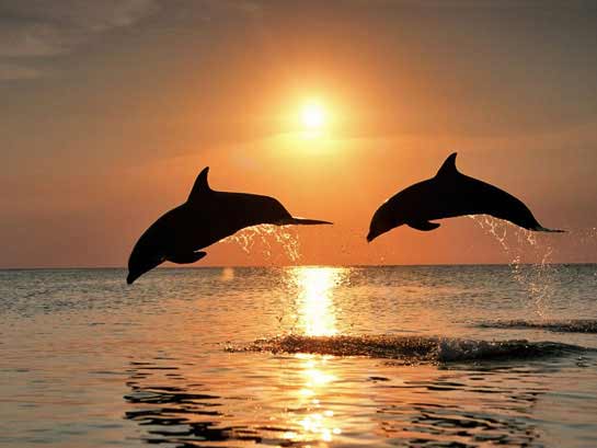 Animais