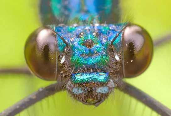 Macro