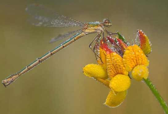 Macro