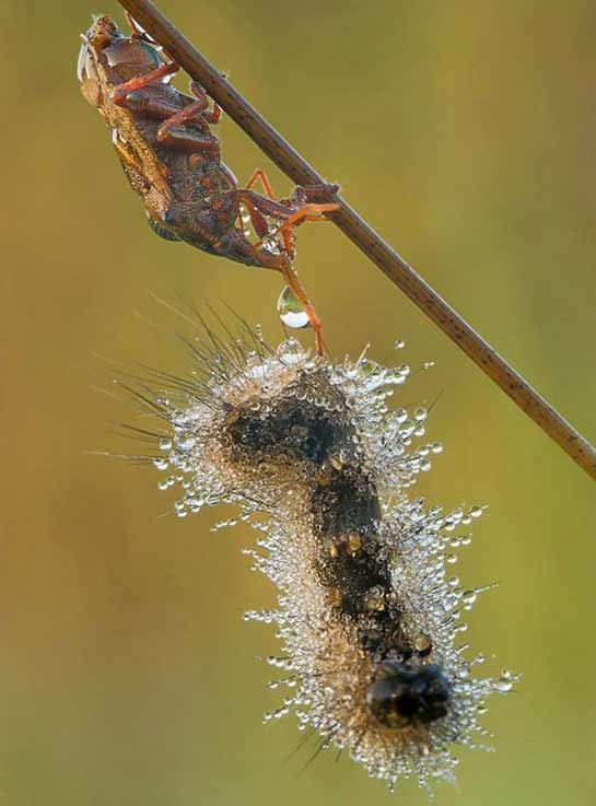 Macro