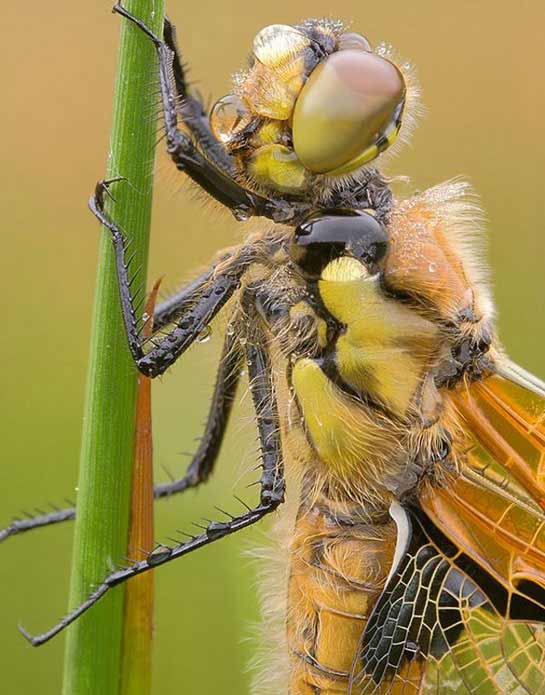 Macro