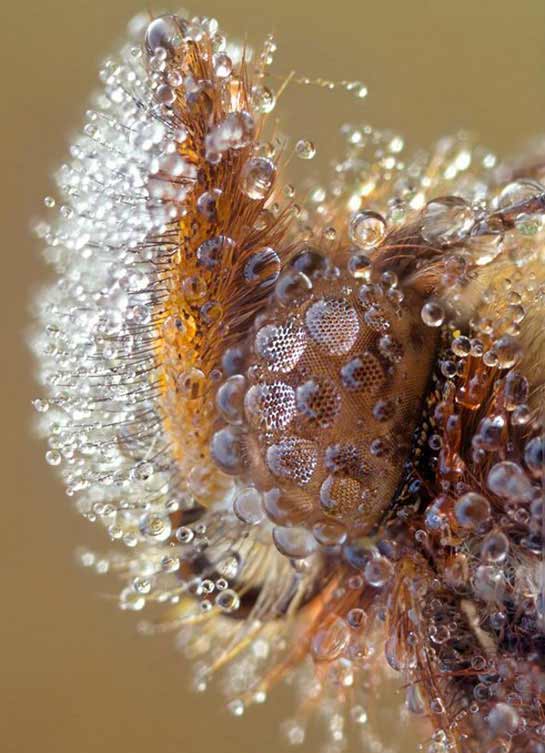 Macro