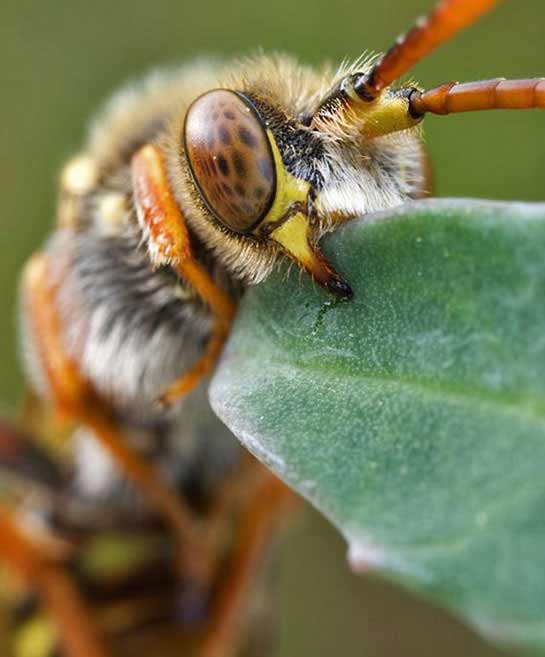 Macro