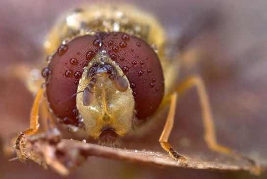 Macro