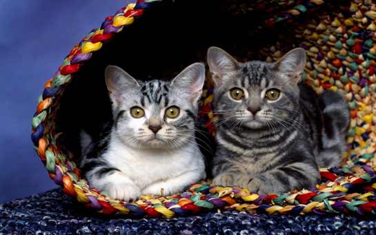 Animais