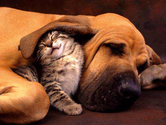 Animais