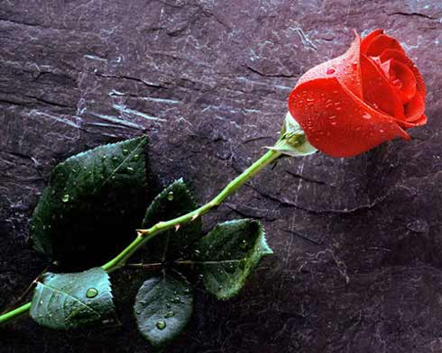 True love forever