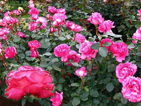 Home And Garden