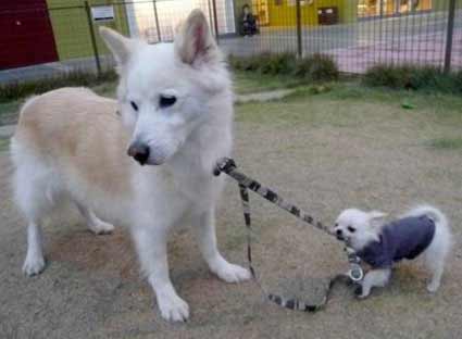 Animais