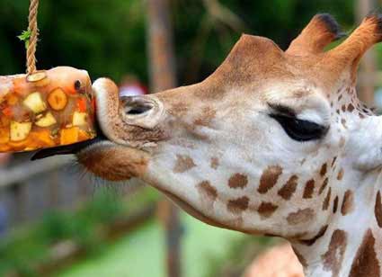 Animais