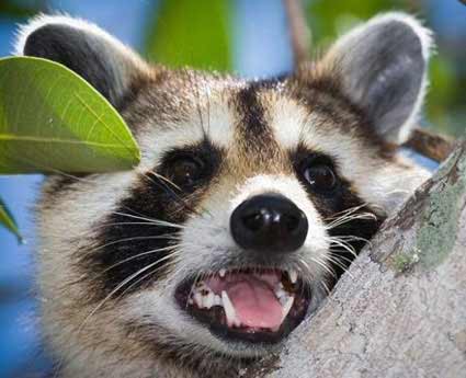 Animais