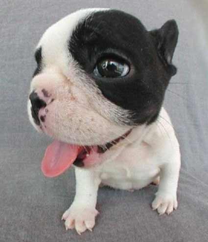 Animais
