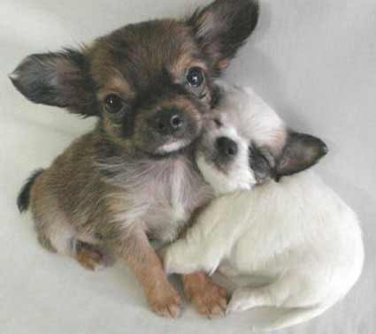 Animais