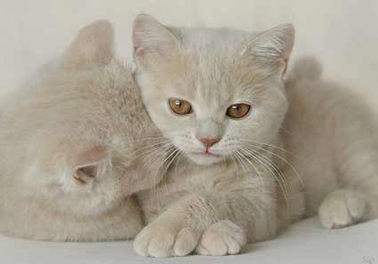 Animais