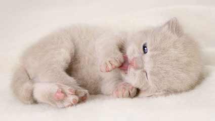Animais