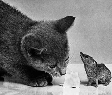 Animais